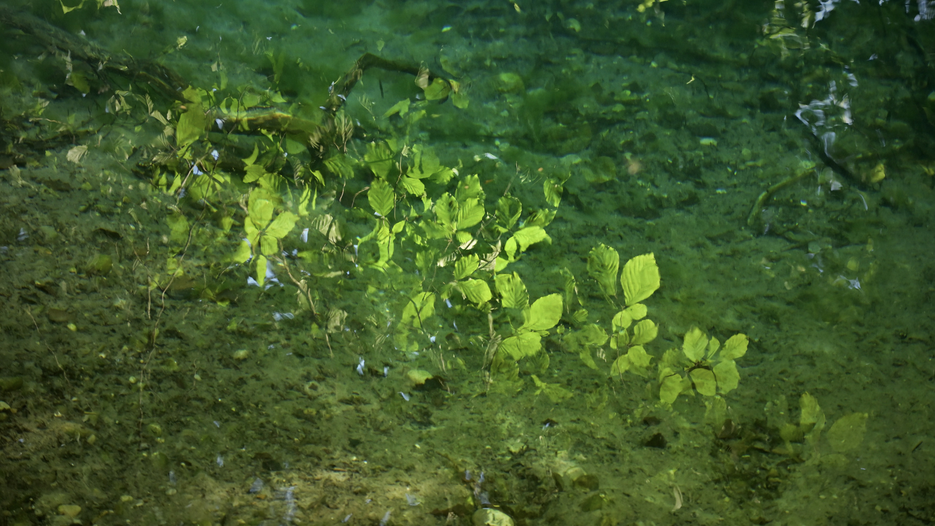 Baum im Wasser