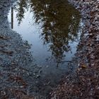 Baum im Wasser