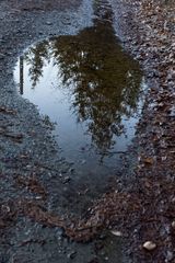 Baum im Wasser