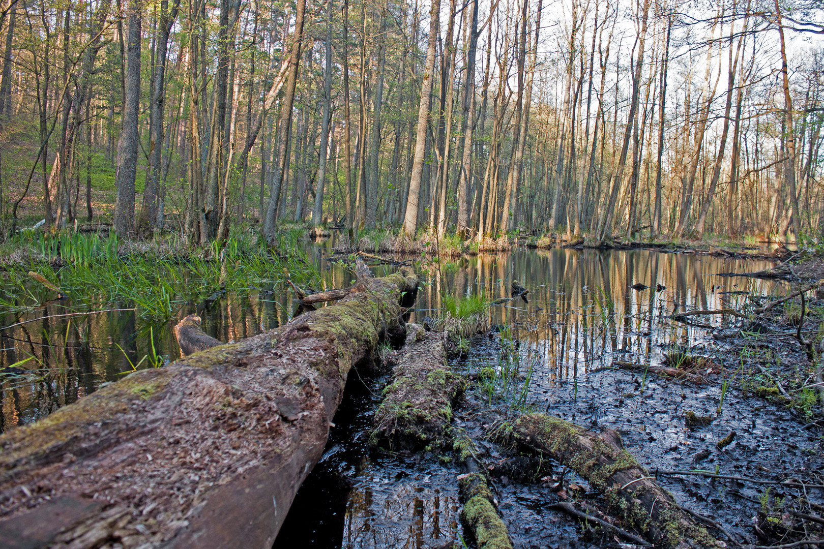 Baum im Wasser