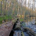 Baum im Wasser