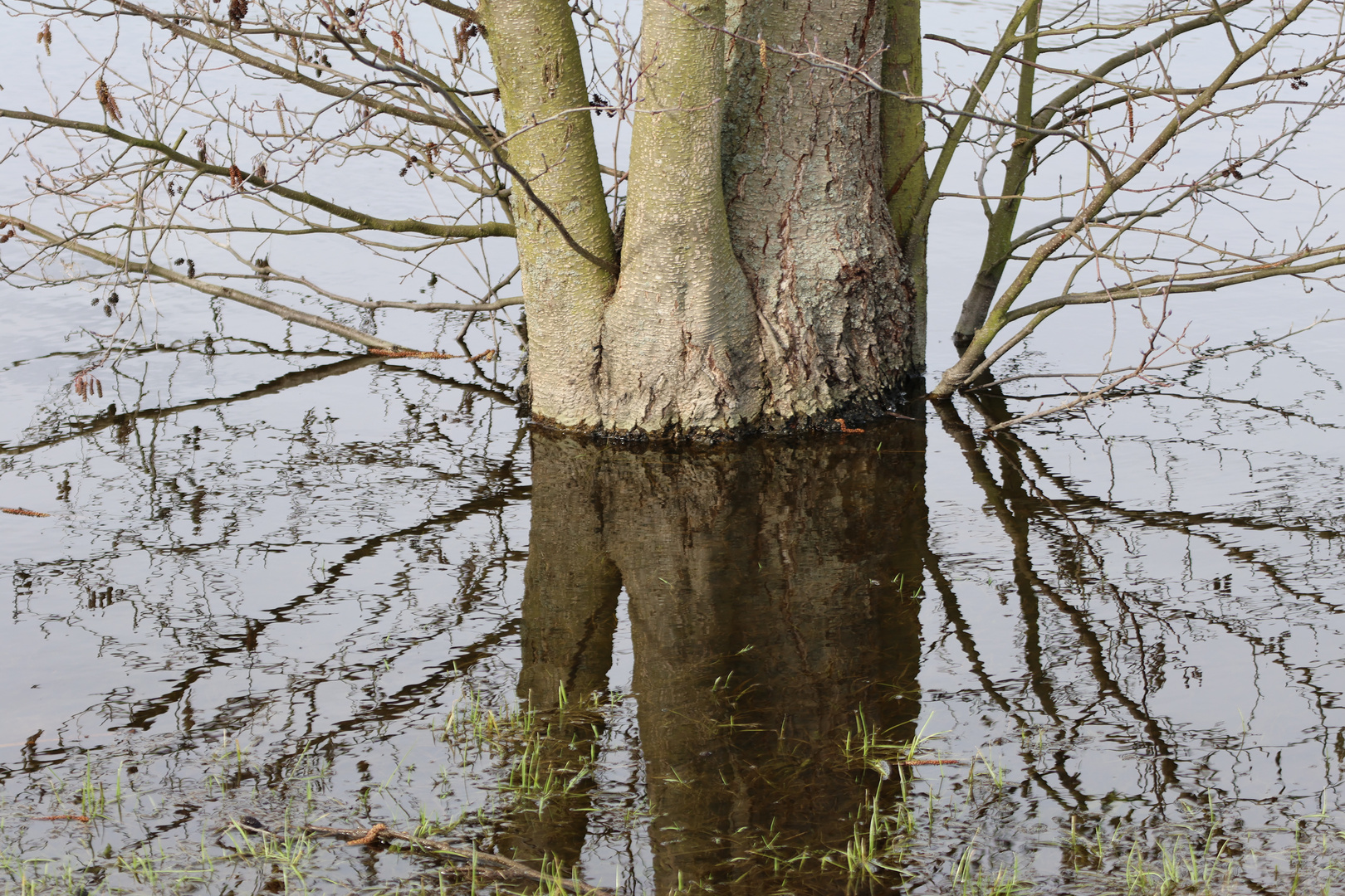 Baum im Wasser