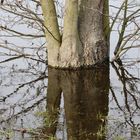 Baum im Wasser