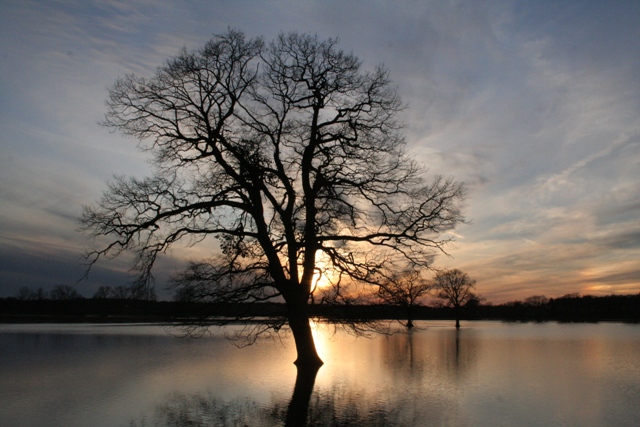 Baum im Wasser