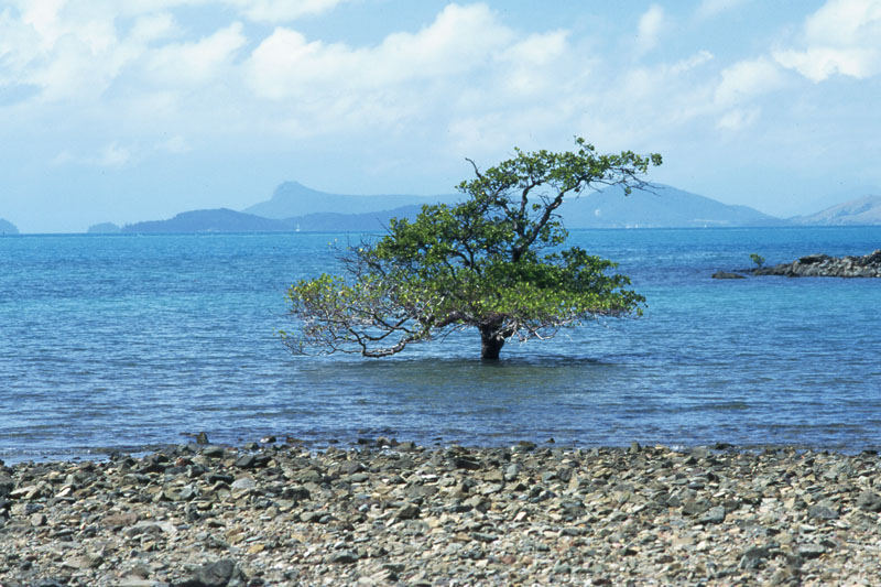 Baum im Wasser