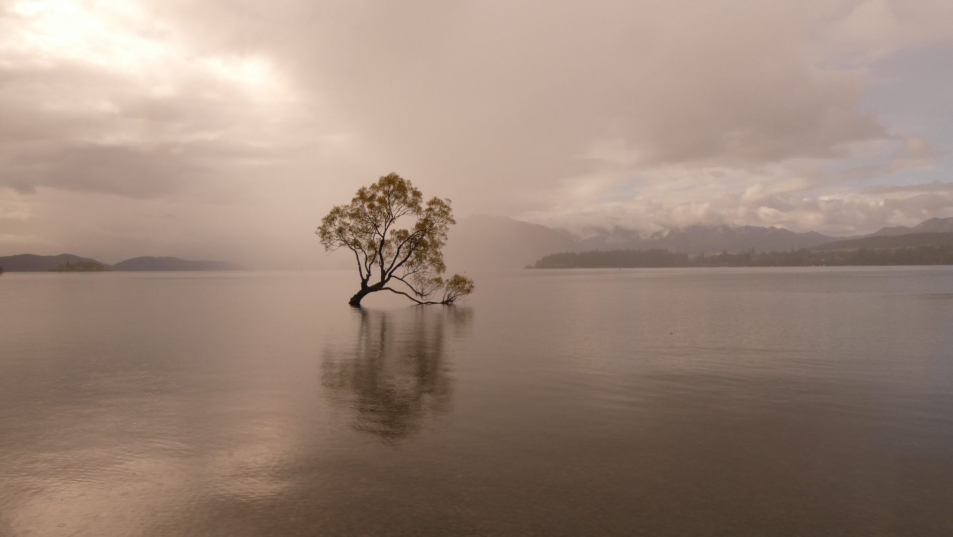 Baum im Wasser 