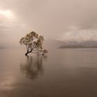 Baum im Wasser 