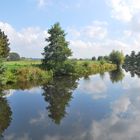 baum im wasser