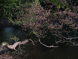 Baum im Wasser