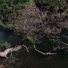 Baum im Wasser