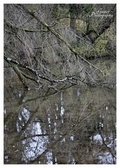 Baum im Wasser