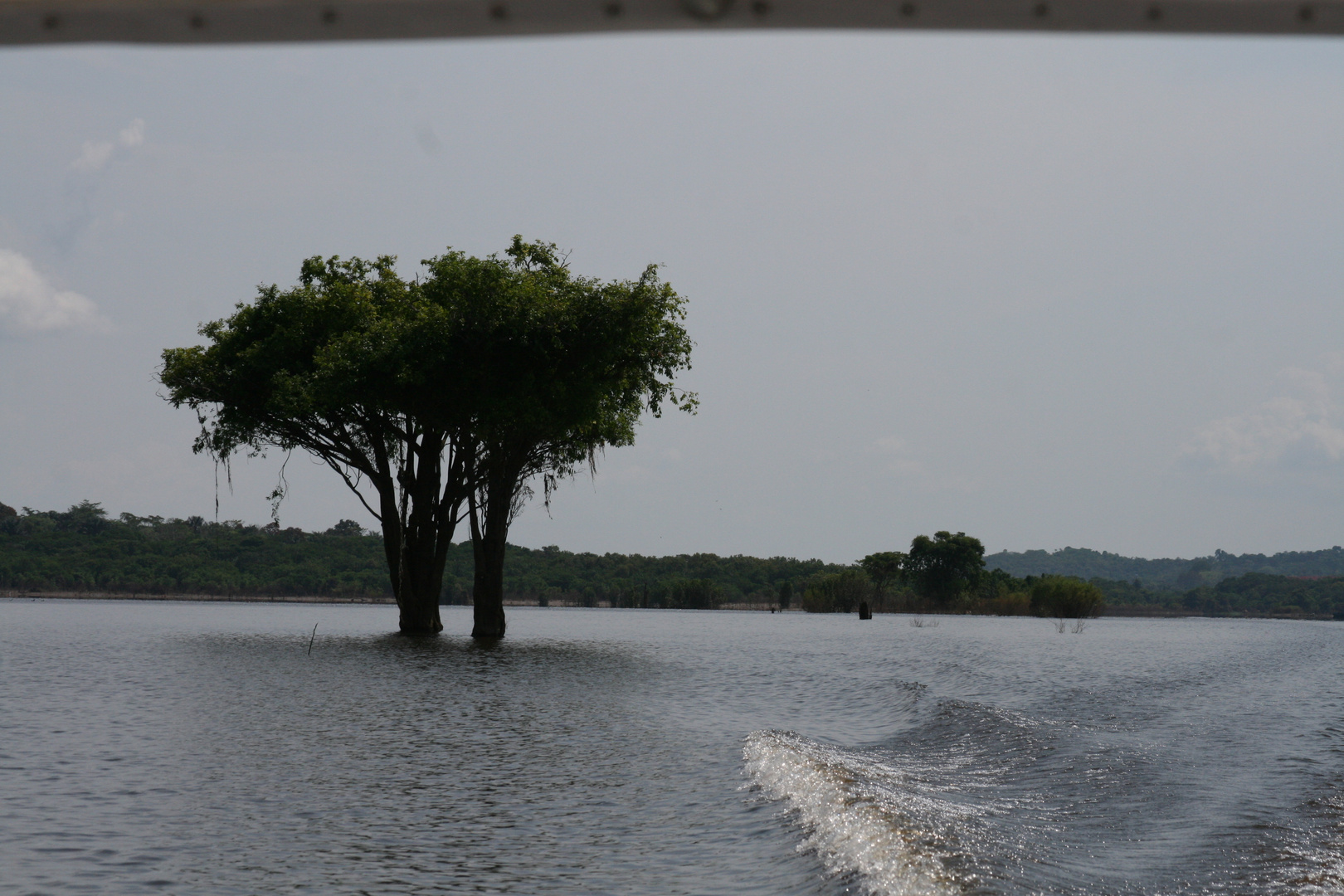 Baum im Wasser?