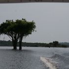 Baum im Wasser?