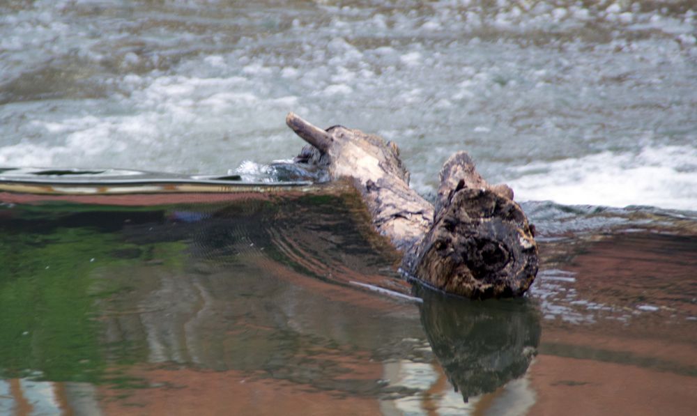 Baum im Wasser