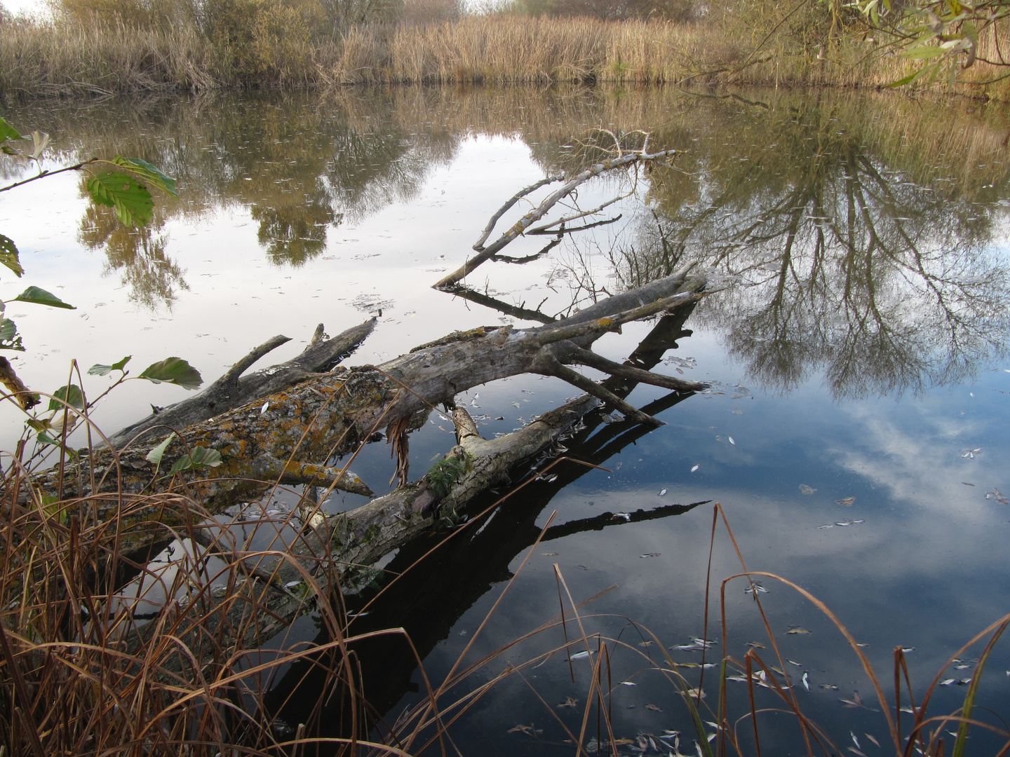 Baum im Wasser