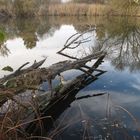 Baum im Wasser