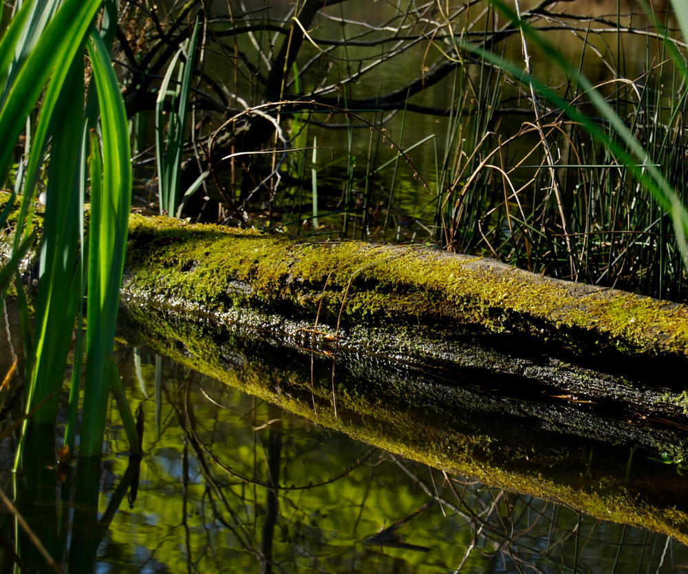 Baum im Wasser