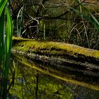 Baum im Wasser