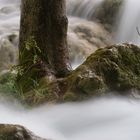 Baum im Wasser