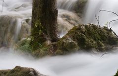 Baum im Wasser