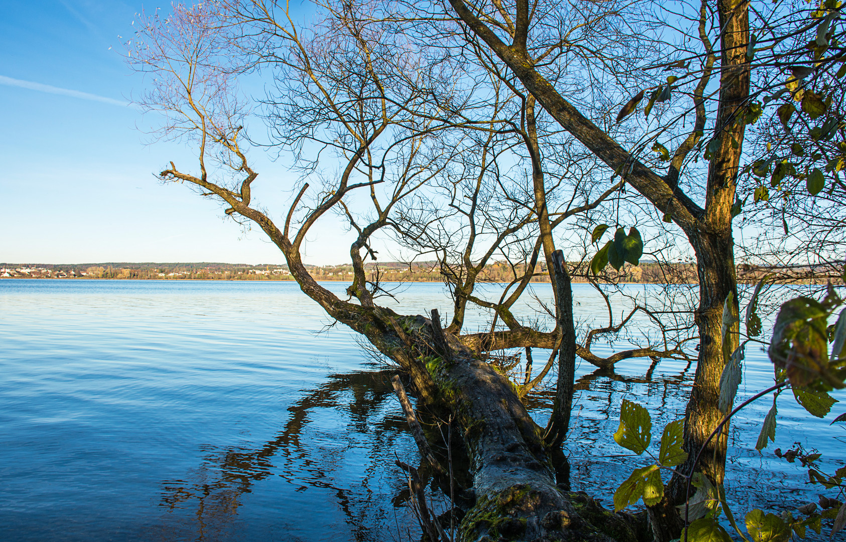  Baum im Wasser