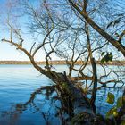  Baum im Wasser