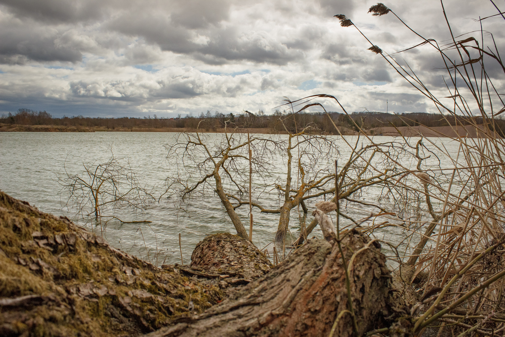 Baum im Wasser