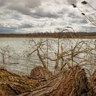 Baum im Wasser