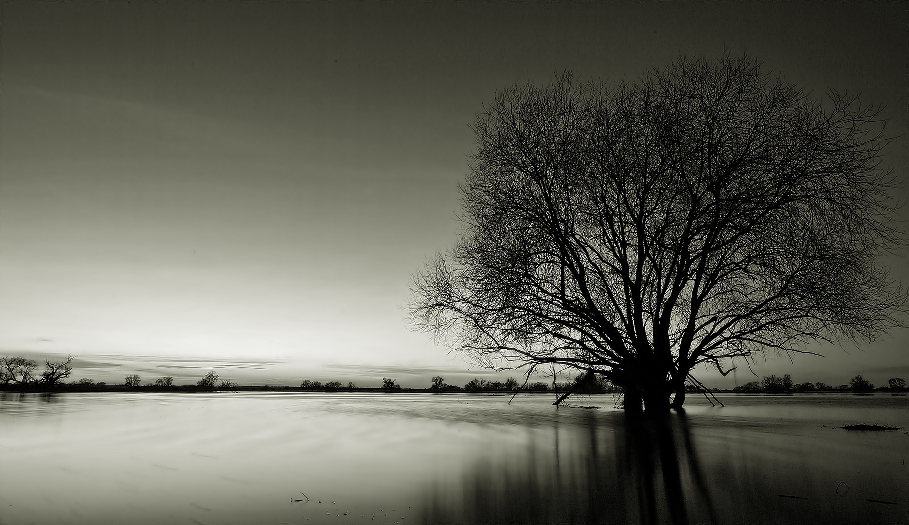 Baum im Wasser...