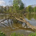 Baum Im Wasser DSC_6137