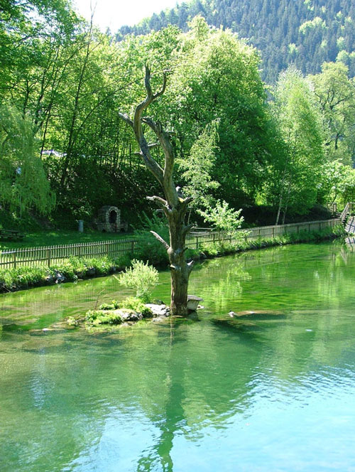 Baum im Wasser