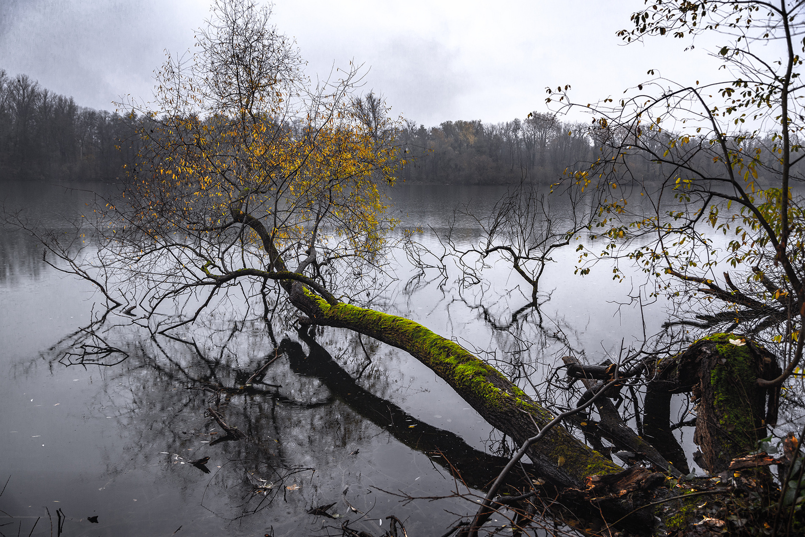 baum im wasserKopie Kopie 2