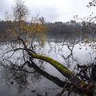 baum im wasserKopie Kopie 2