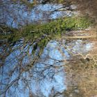 Baum im Wasserspiegel