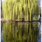 Baum im Wasserspiegel