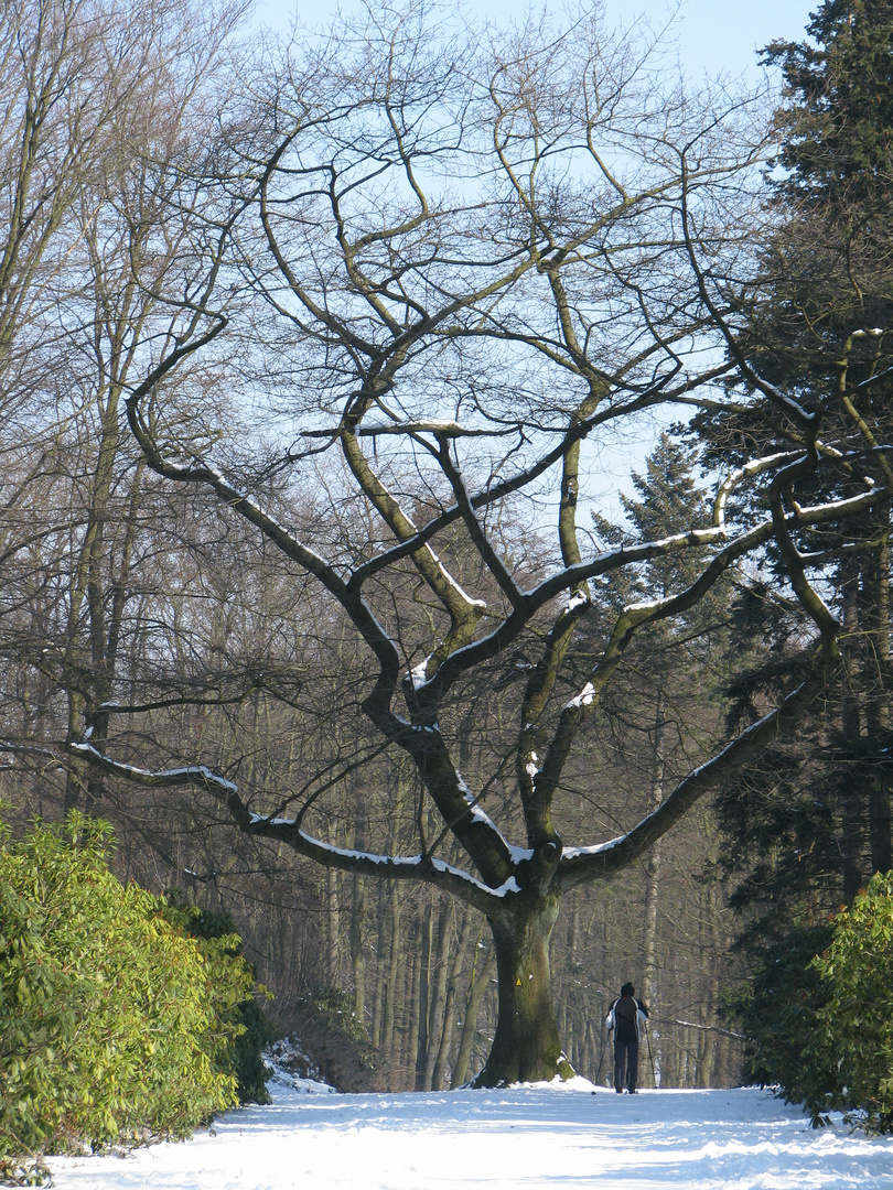 "Baum im Weg"!