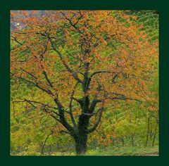 Baum im Weinberg