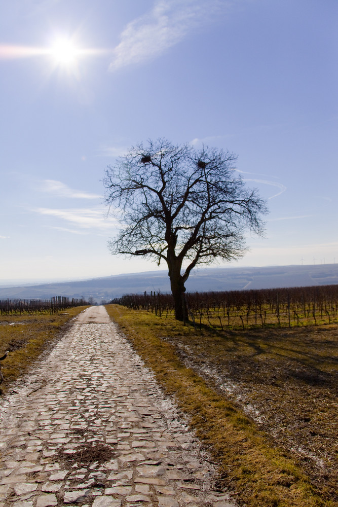 Baum im Weinberg in der Pfalz