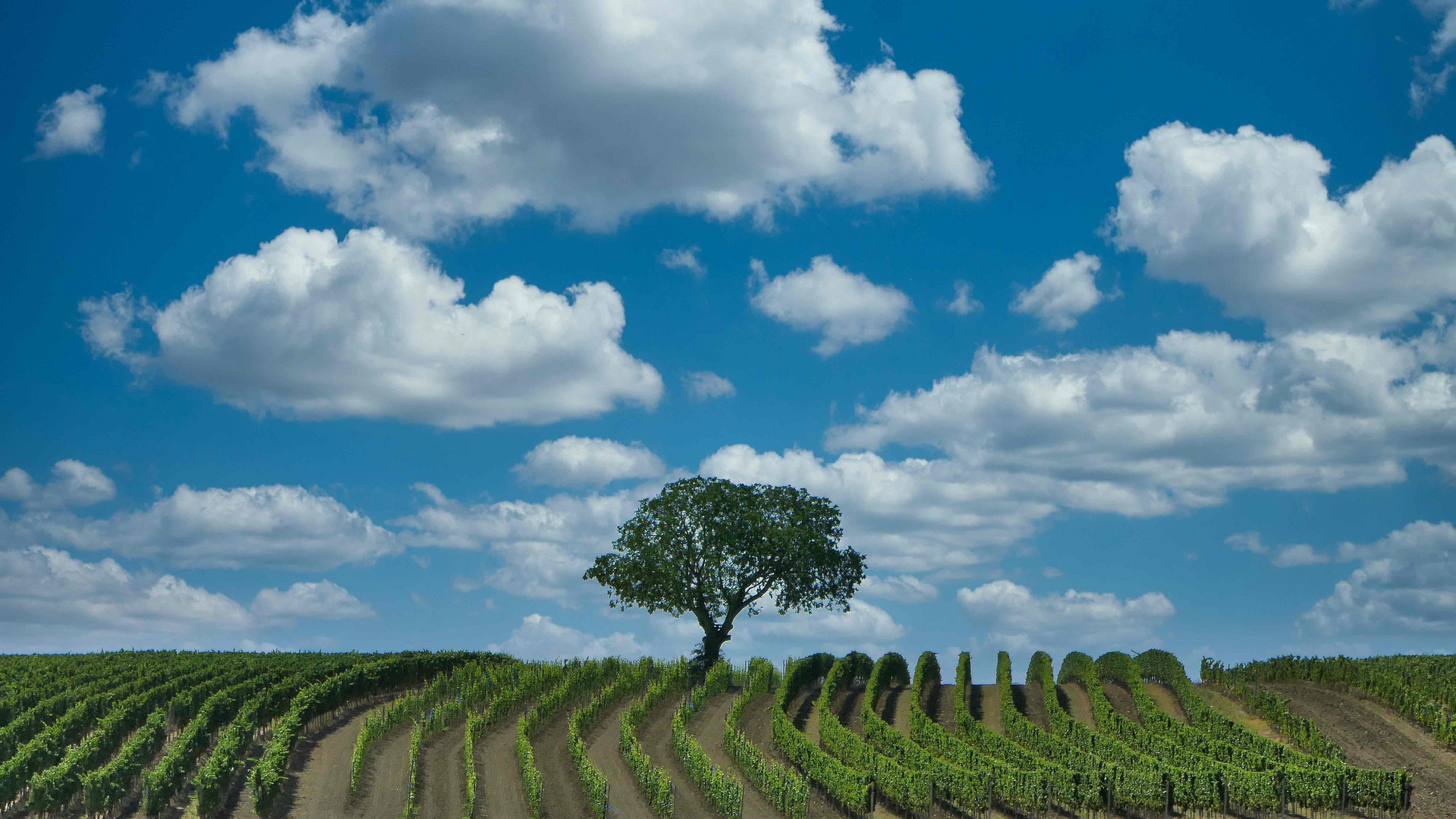 Baum im Weinstock