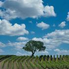 Baum im Weinstock