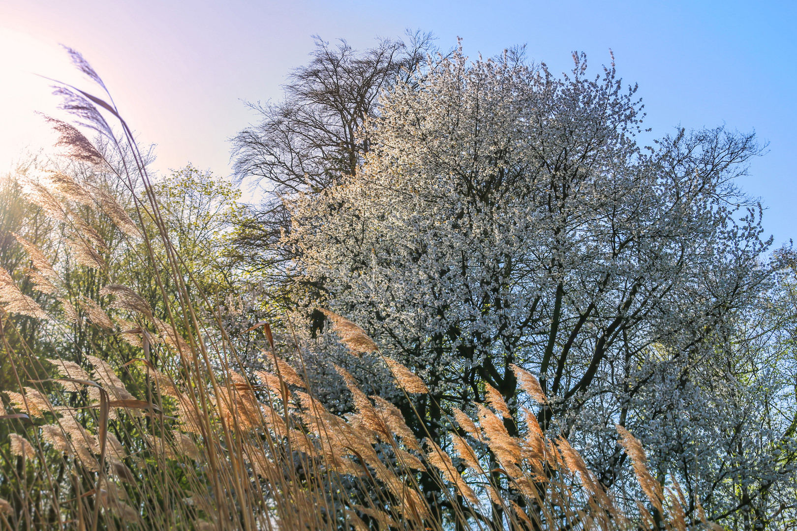 Baum im weiss 