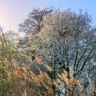 Baum im weiss 