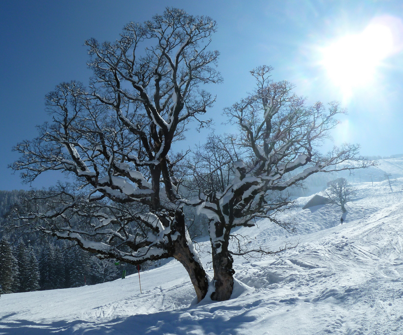 Baum im weissen Kleid