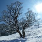 Baum im weissen Kleid