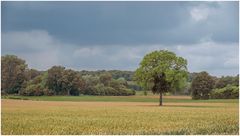 Baum im Weizenfeld