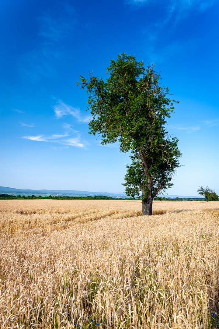 Baum im Weizenfeld 300