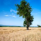 Baum im Weizenfeld 300