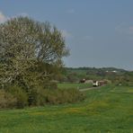 Baum im Westerwald I