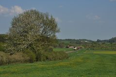 Baum im Westerwald I