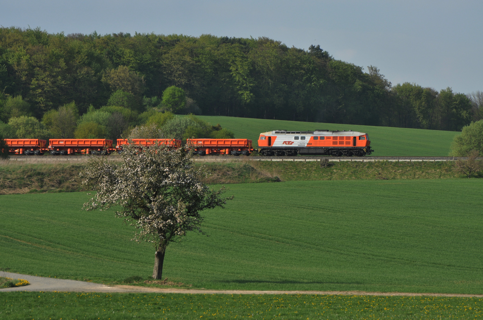 Baum im Westerwald II